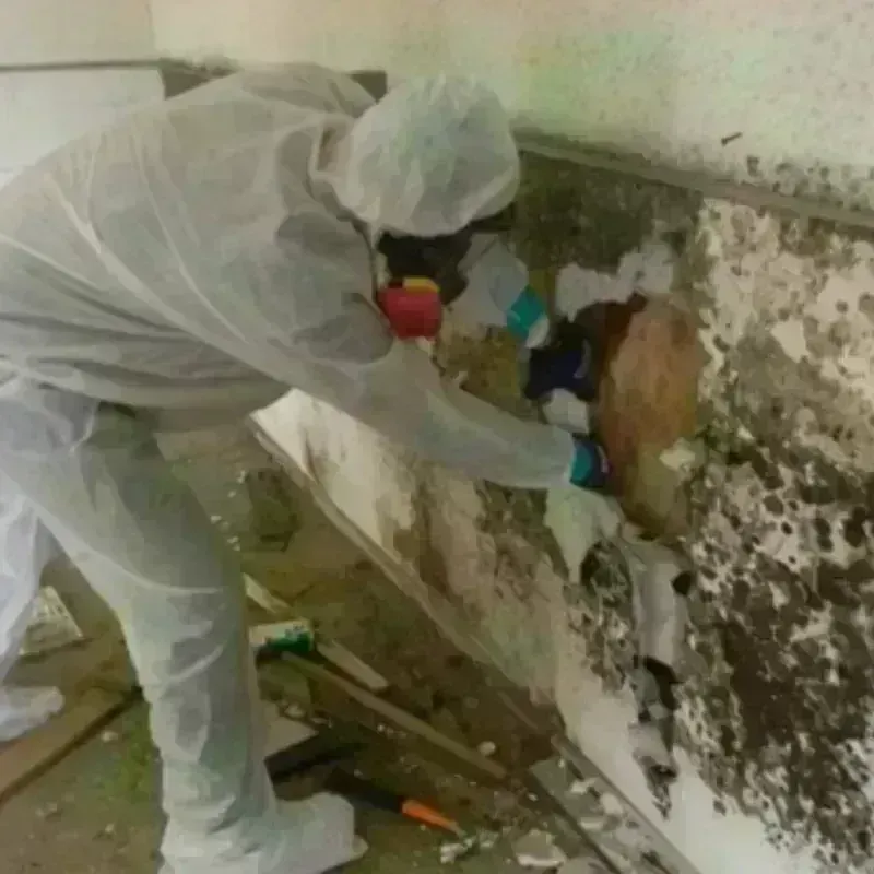 Mold Remediation and Removal in Berkeley, MO